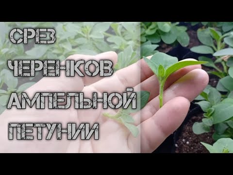 Видео: Черенкование АМПЕЛЬНОЙ ПЕТУНИИ. Парнички для укоренения черенков.