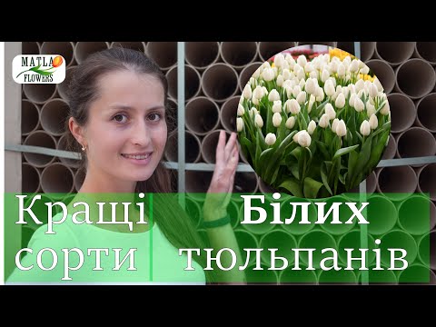 Видео: Кращі тюльпани білого кольору для вигонки