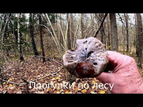 Видео: Прогулки по лесу | Орешник сбросил листву.