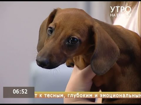 Видео: Все тонкости содержания таксы