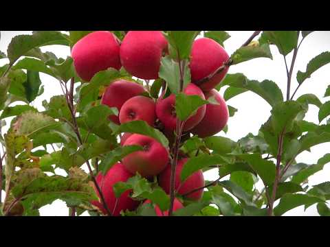 Видео: Яблоня ПИНК ЛЕДИ: зимний сорт з самым длительным сроком хранения /Второй сбор 2024 /Первый сбор 2023