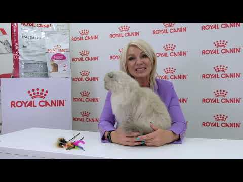 Видео: Опыт успешного заводчика. Порода хайленд фолд/страйт