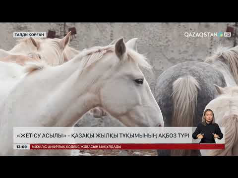 Видео: Жетісу асылы: «Иең қайда, ақбоз ат!?»