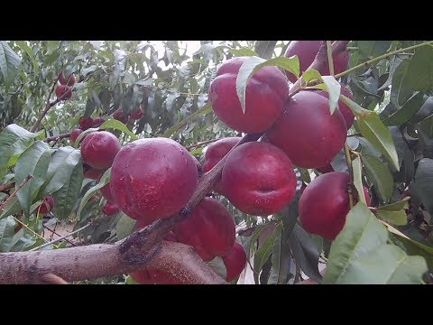 Видео: Тонкости выращивания нектарина