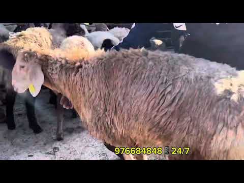 Видео: Достон бугун нархни ёриб ташлади💣💣💥💥💥