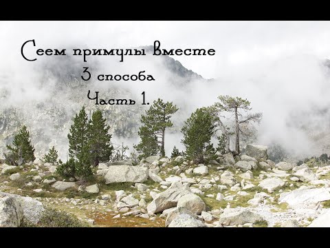 Видео: Сеем примулы вместе! 3 способа. Часть 1