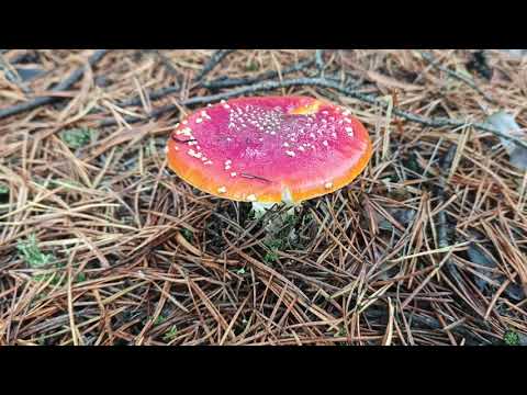 Видео: Грибы в середине октября