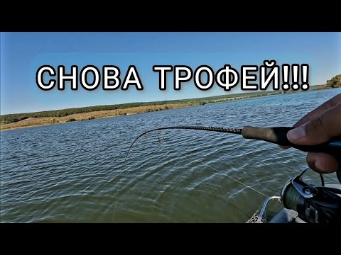 Видео: Снова ТРОФЕЙ. Не верил что снова его поймаю. Рыбалка на спиннинг в сентябре.