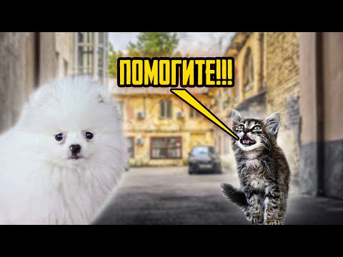 Видео: Щенок Шанелька СПАСАЕТ от ГОЛОДНОЙ СМЕРТИ брошенную Кошку!!!