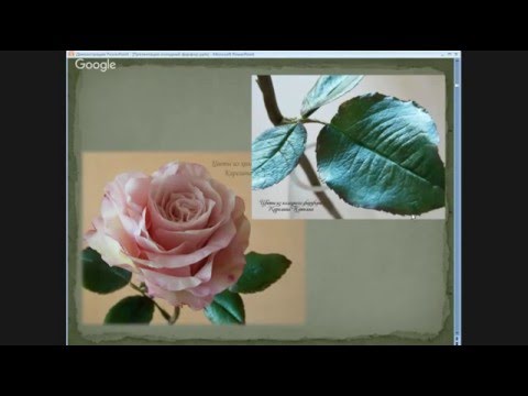 Видео: незабудки и божья коровка