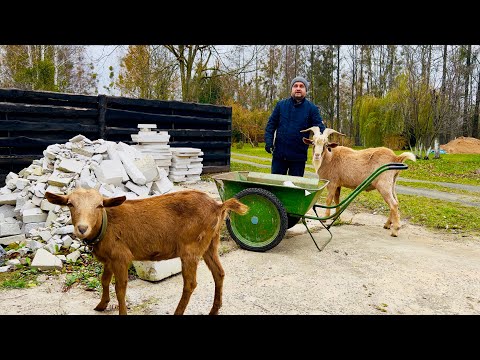 Видео: БЕЛАРУСЬ. МУЖ ПРИВЕЗ НА НЕТИПИЧНЫЙ ХУТОР ВОНЮЧЕГО КОЗЛА ДЛЯ НАШЕЙ ЕГОЗЫ! ОСЕННИЕ ХЛОПОТЫ В ДЕРЕВНЕ.