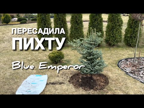 Видео: Всё расширяемся! Пересадила взрослую пихту Блю Эмперор !