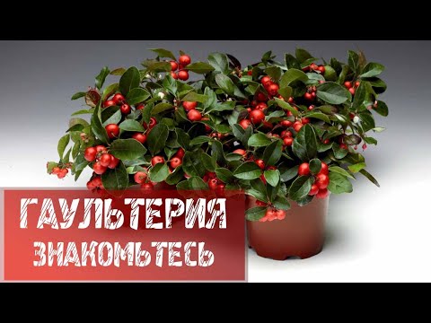 Видео: ГАУЛЬТЕРИЯ, ЗНАКОМТЕСЬ