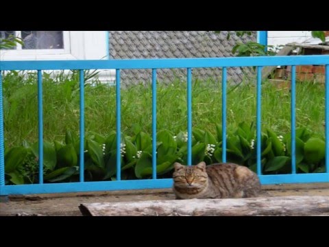 Видео: Загнитков ч 3