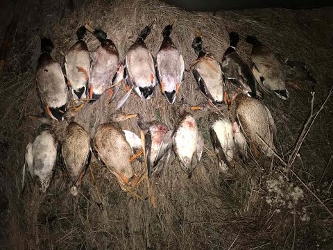 Видео: ОХОТА НА УТКУ. ВЕЗДЕ ЛЁД А ОНА ПРЁТ ! 25.11.21г.