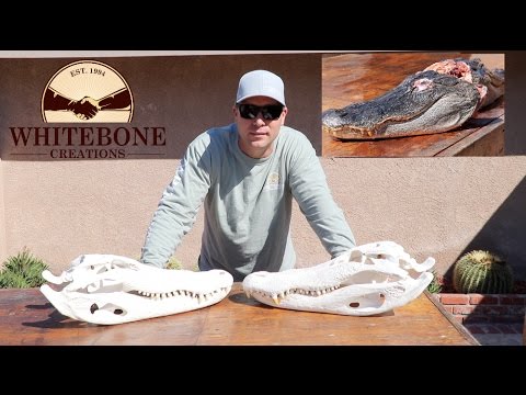 Видео: КАК ЧИСТИТЬ ЧЕРЕП АЛЛИГАТОРА