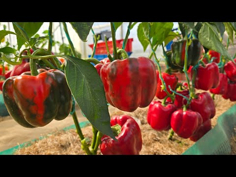 Видео: САМЫЕ УРОЖАЙНЫЕ, КРУПНОПЛОДНЫЕ СОРТА ПЕРЕЦА. ОБЗОР.НЮАНСЫ ВО ВРЕМЯ ВЫРАЩИВАНИЯ.ТОМАТИ,БАКЛАЖАНЫ,ЛУК.