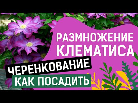 Видео: РАЗМНОЖЕНИЕ КЛЕМАТИСА МЕТОДОМ ЧЕРЕНКОВАНИЯ
