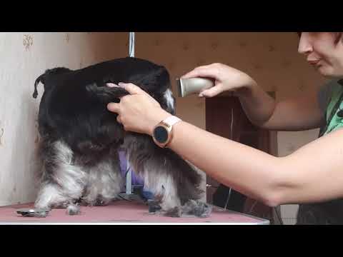 Видео: Pet Grooming miniature schnauzer,  Пет Стрижка цвергшнауцера, уход за шерстью миниатюрного шнауцера