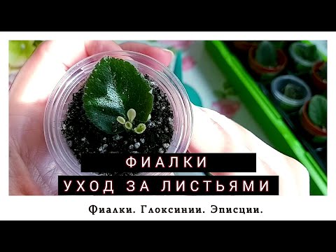 Видео: Уход за посаженными листьями. Детки. Пасынки. Фиалки.