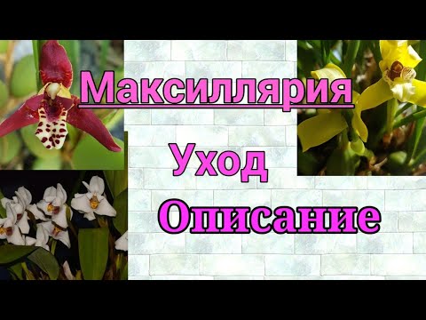 Видео: Максиллярия.Maxillaria.Описание  и  уход.