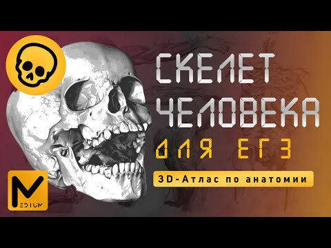 Видео: Скелет человека ДЛЯ ЕГЭ / Биология без H2O! / Классификация костей и 3D-модель скелета