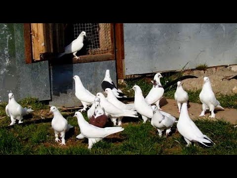 Видео: Как правильно Приучать и Тренировать молодых голубей / Бакинские голуби Григория Янгурского  4 ЧАСТЬ