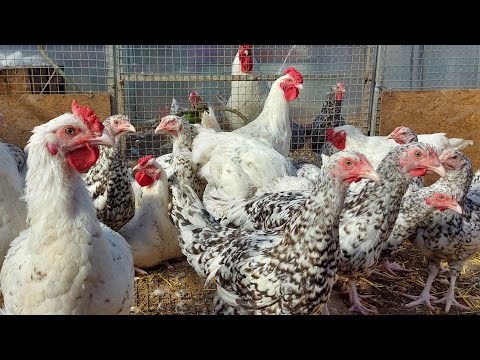 Видео: Пушкинские куры. Ответ Вахрамеева А. Б. Отбраковка по окраску.