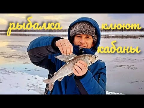 Видео: Ловим 🎣🎣🎣🎣#хариус  , клюют кабаны , клев 🔥🔥🔥🔥