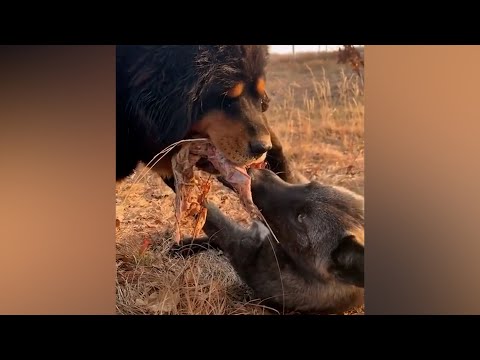 Видео: Монстр в собачьем обличии! ТИБЕТСКИЙ МАСТИФ ПРОТИВ Волков, барсов, рыси и даже МЕДВЕДЕЙ!