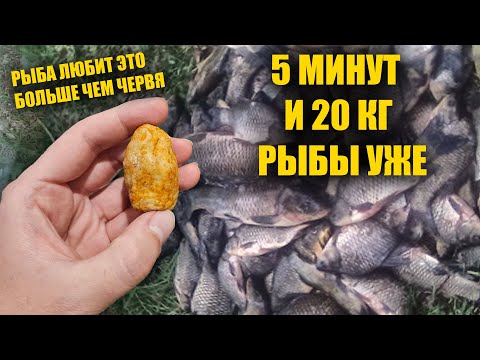 Видео: От неё дуреет от вся рыба круглый год! Супер рыболовная насадка на карася. Лучше червя и опарыша