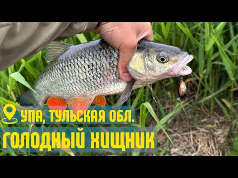 Видео: Упа, Тульская область. Попал на раздачу голавля, но засадил крузак в глину.