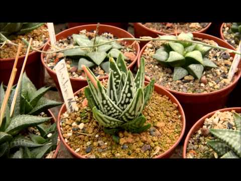 Видео: Коллекция хавортий / Haworthia collection