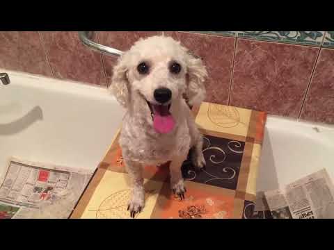 Видео: 5С_2018/ Как я стригу собак Ллойсика и Лёвушку в новом образе