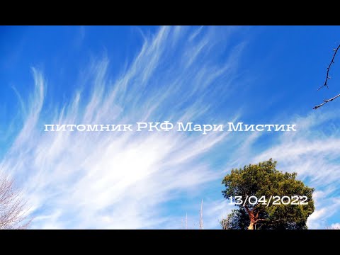 Видео: Первая прогулка Лёвчика на улице / Продаю подрощенных щенков  ЧИХУАХУА / питомник РКФ Мари Мистик