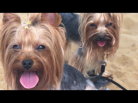 Видео: VLOG:йорк и шпиц плавают ❤️прогулка с собаками на набережную ❤️йоркширскийтерьер|Шпиц