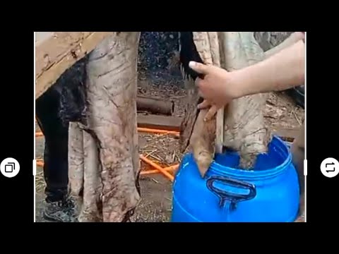 Видео: тері илеу оңай.Дубление шкур животных.