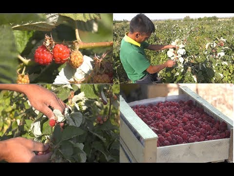 Видео: Акыл заман\ Заманбап малина өндүрүшү
