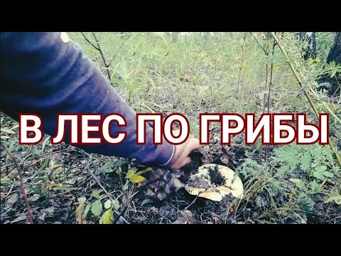 Видео: В лес по грибы