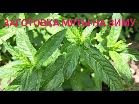 Видео: Мятно - лимонная заготовка на зиму