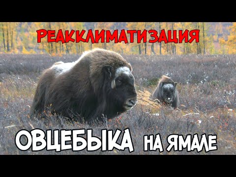 Видео: Реакклиматизация овцебыка на Ямале