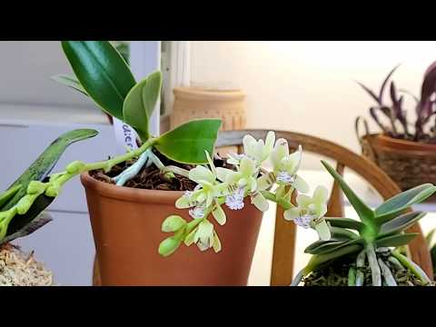 Видео: Японский фаленопсис Sedirea japonica