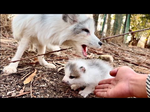 Видео: Лесная лиса 🦊 не смогла заботиться о детенышах и приняла шокирующее решение. 🦊😘🥰❤👍