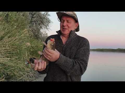 Видео: Осенняя рыбалка на Или вблизи Кокжиде.