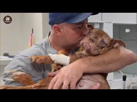 Видео: Слишком старая для разведения, она наконец заплакала и уснула, когда любовь коснулась её шрамов.