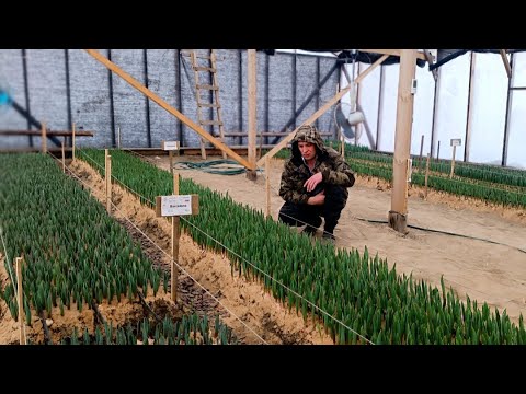 Видео: Деревенская жизнь: режем дрова, топим, готовим белорусскую Бабку..