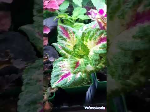 Видео: Обзор по излишкам черенка колеусов. Часть 2.