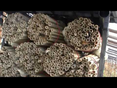 Видео: ОСМИИ , учусь разводить (2)