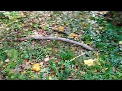 Видео: 2024-09-01 - Лисичковое безумие