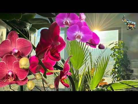 Видео: Веранда на СЕВЕРНУЮ сторону, можно ли там выращивать зимний сад ❓🤔🌴😜🔜 #phal #зимнийсад #orchid